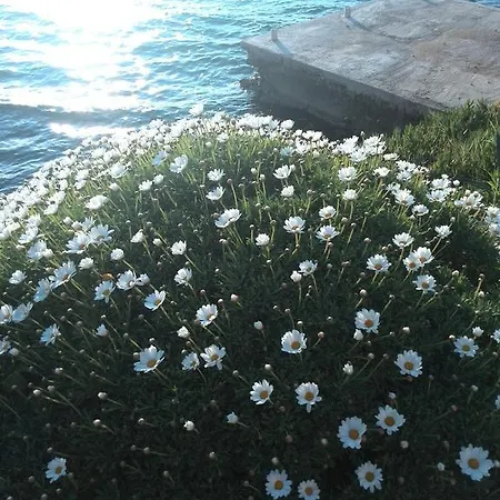 Pilatus Osljak 普莱克